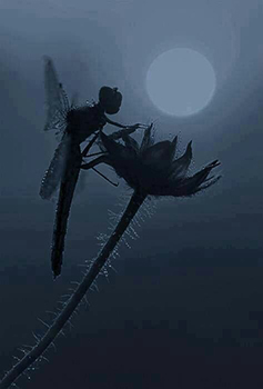 Dragonfly3
